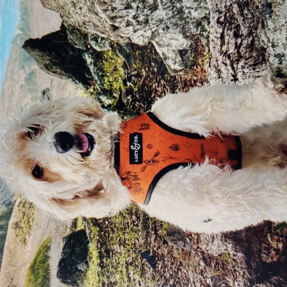Lucy & Co Reversible Water Repellant Neoprene Harness